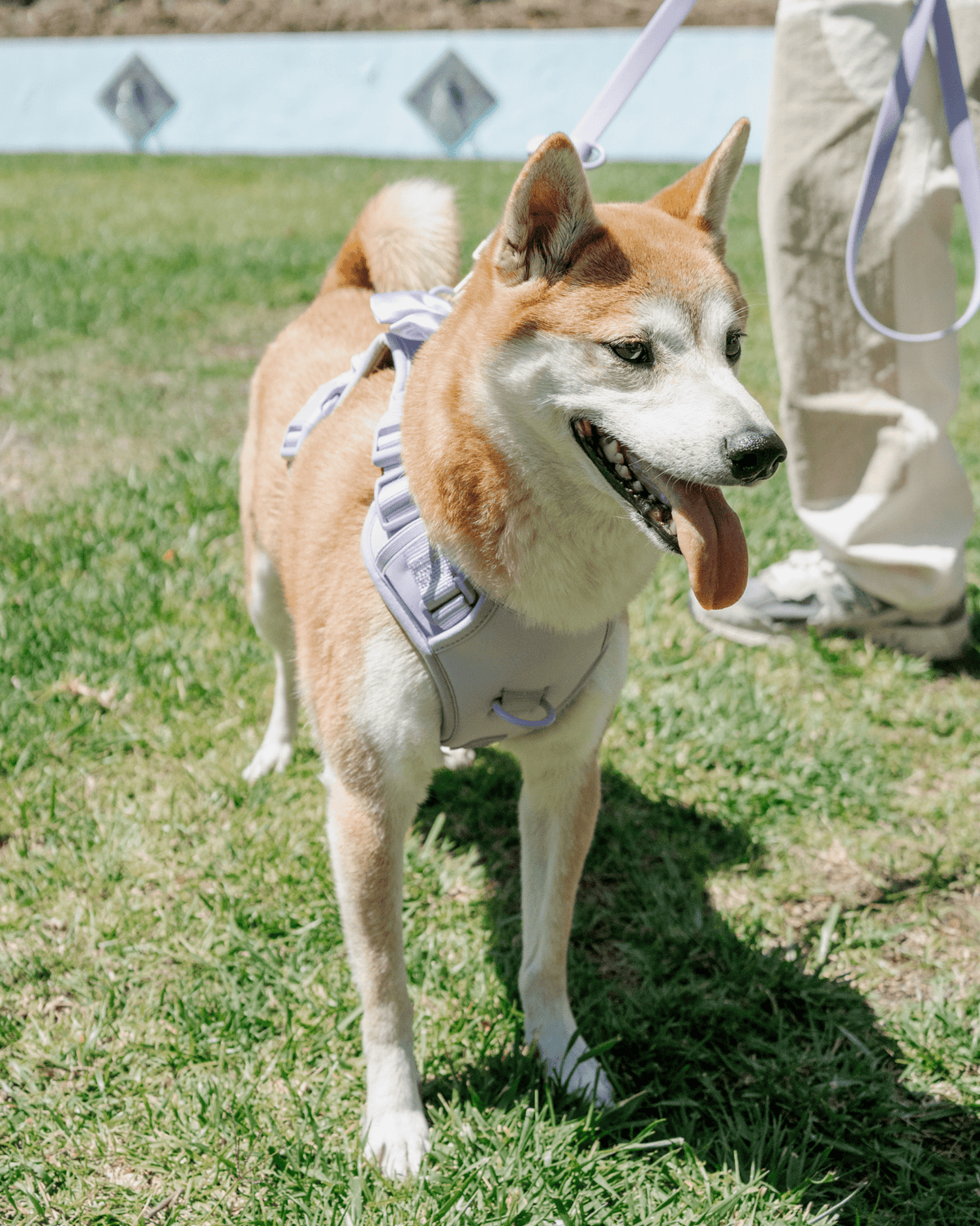 Hands-Free Leash product image 9