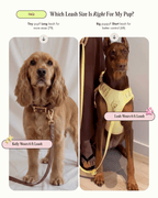 Hands-Free Leash product image 11