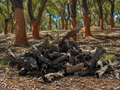 Reptile Habitat Decor product image 1