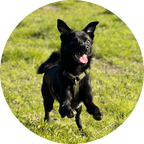 Dog Harness product image 2