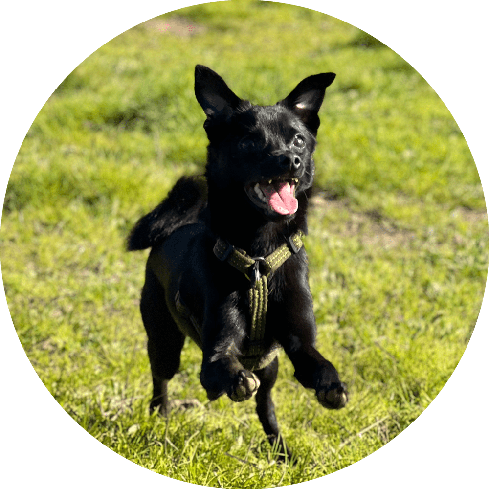 Dog Harness product image 2