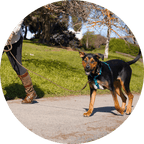 Dog Harness product image 9