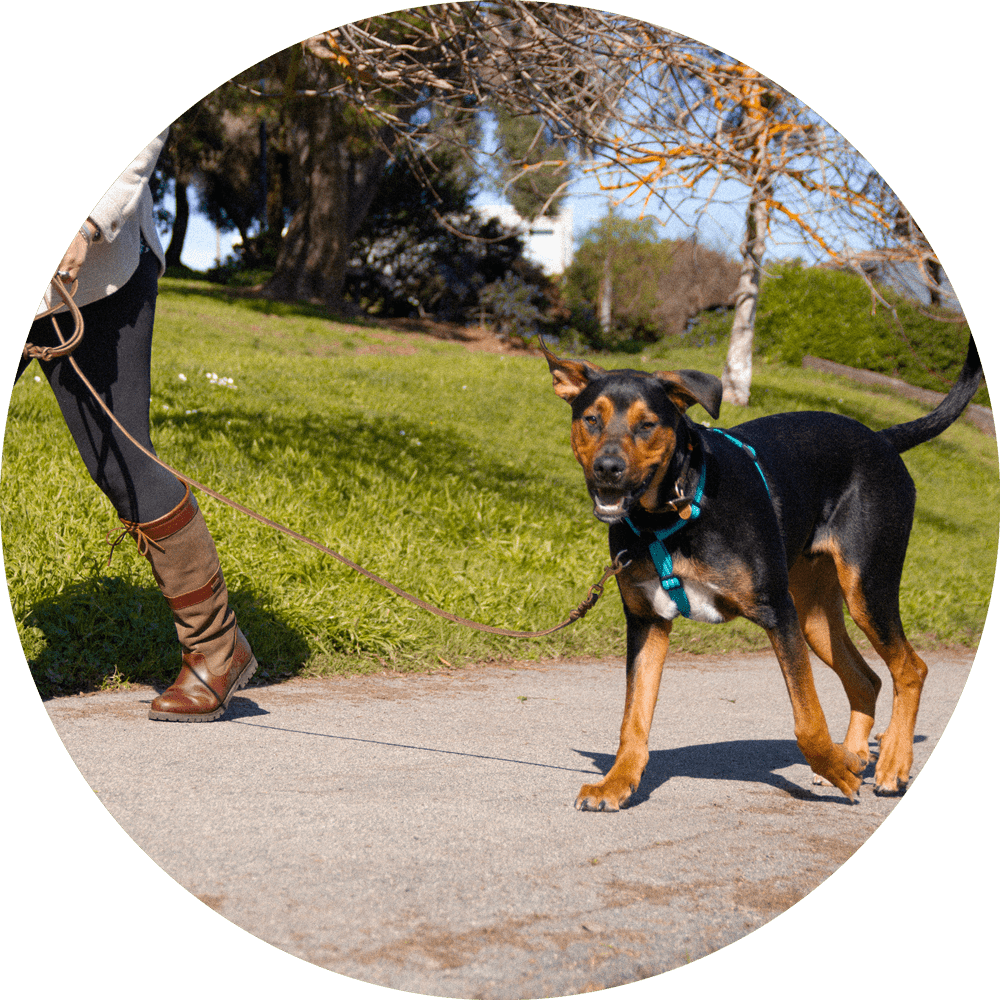 Dog Harness product image 9