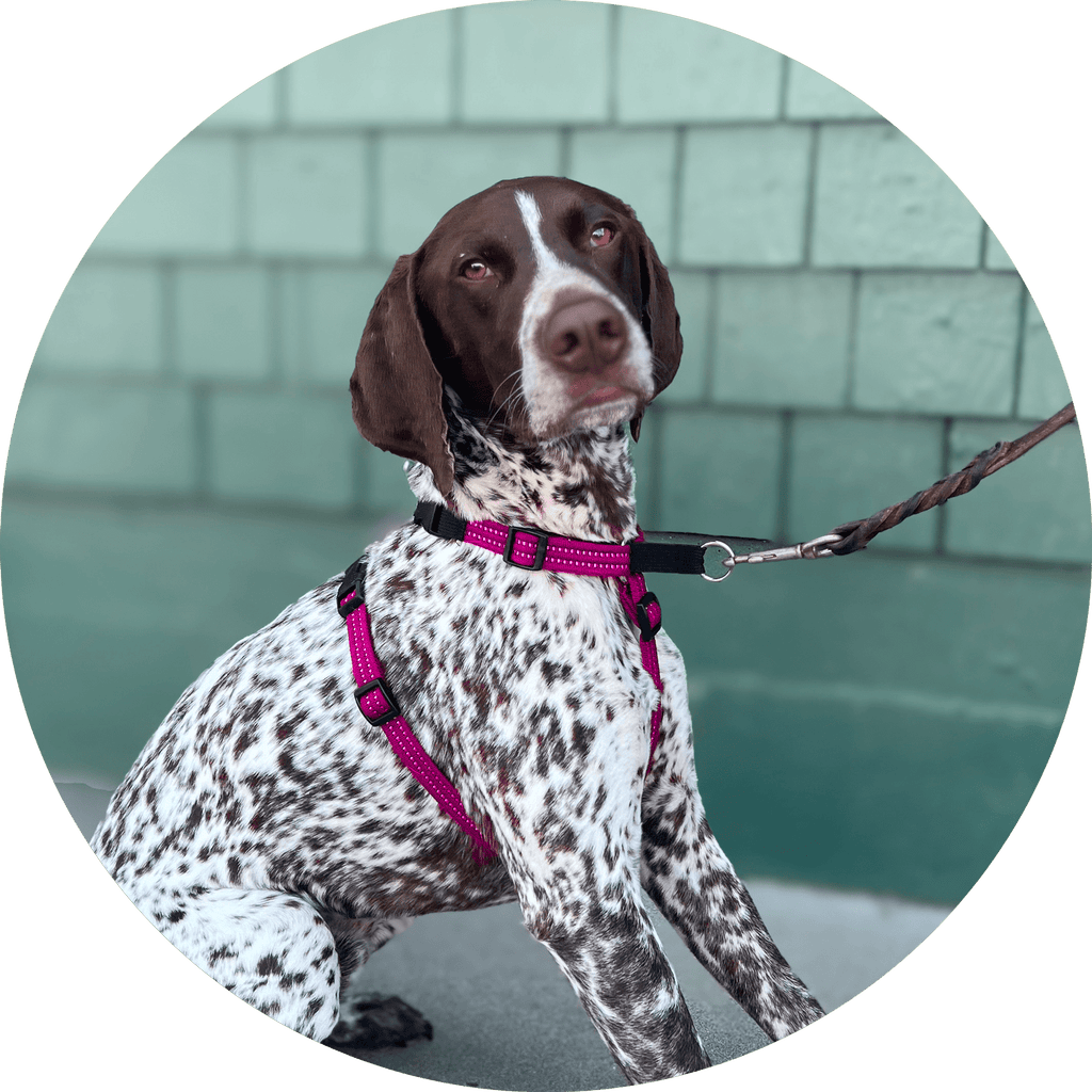 Dog Harness product image 13