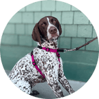 Dog Harness product image 13