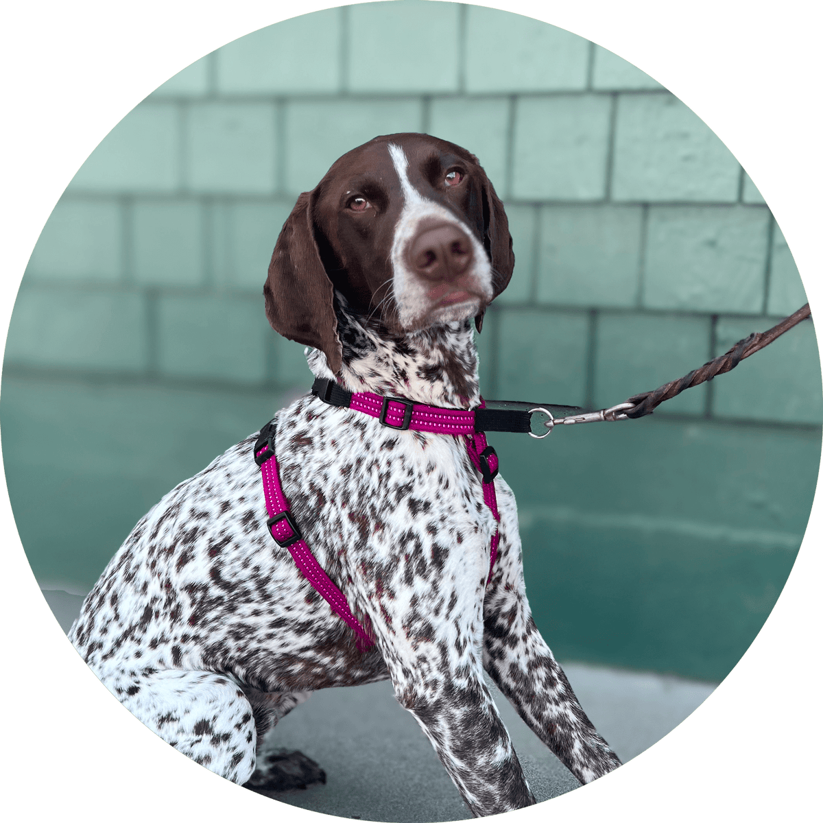 Dog Harness product image 13