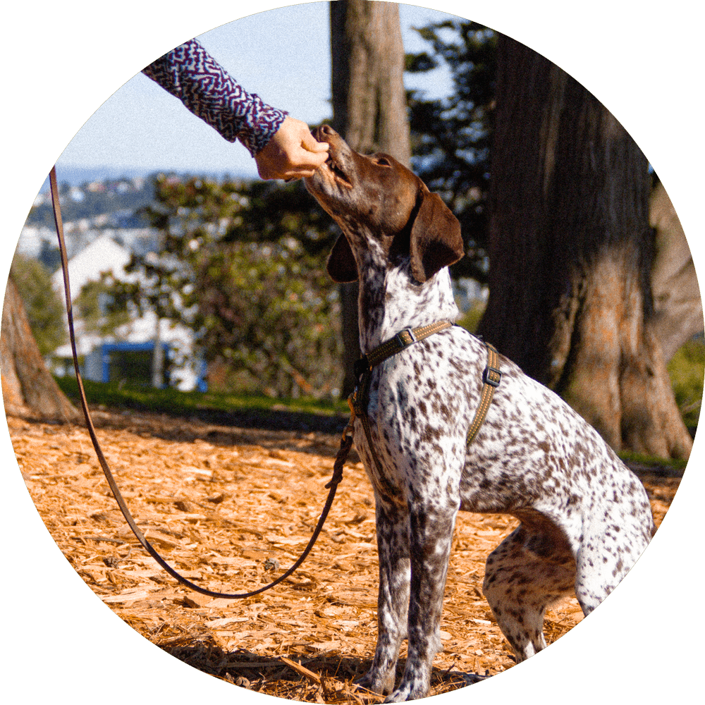 Dog Harness product image 18