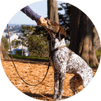 Dog Harness product image 18