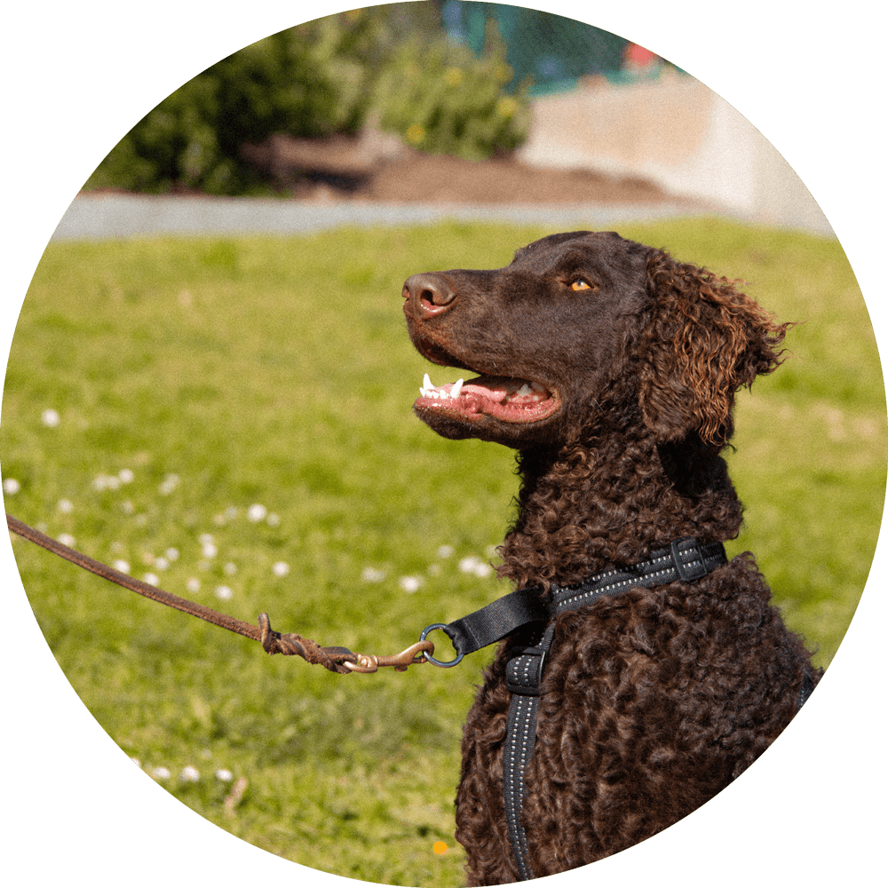 Dog Harness product image 26