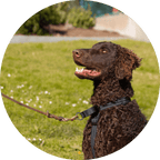 Dog Harness product image 26