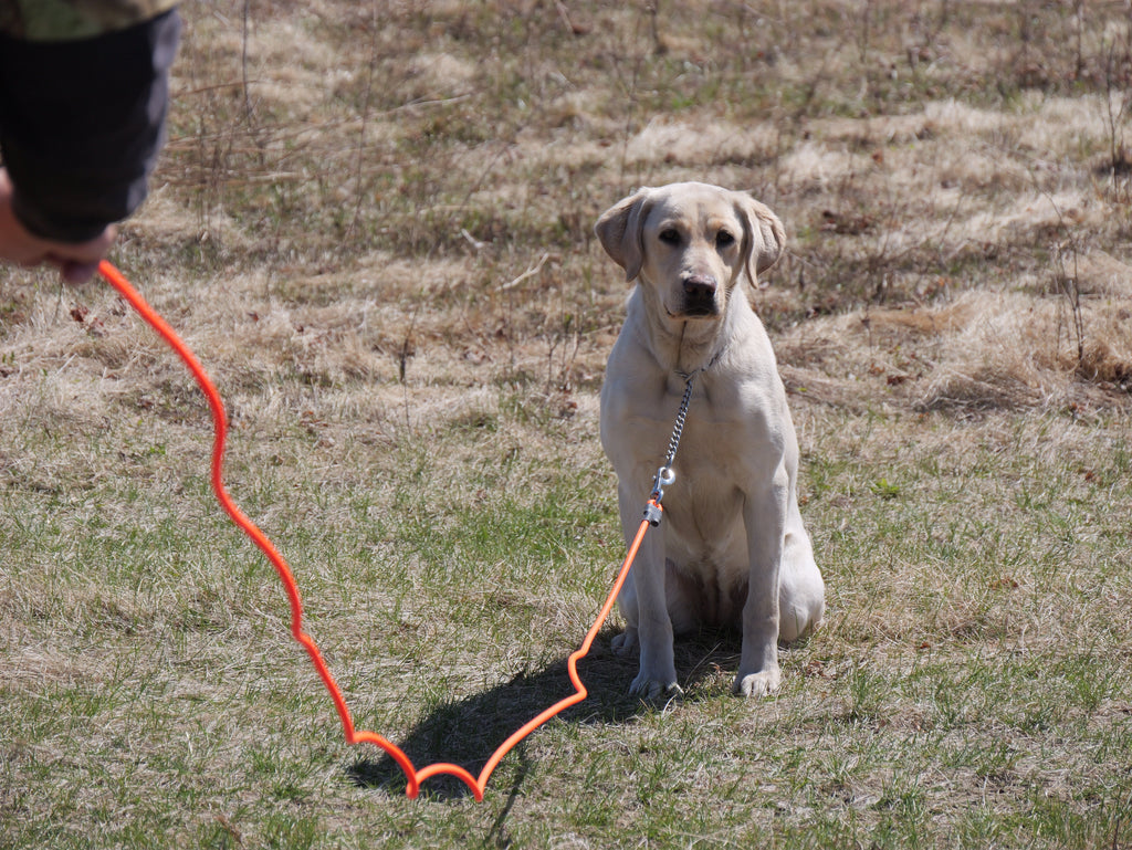 Dog Training Leash product image 3