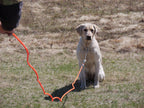 Dog Training Leash product image 3