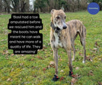 Greyhound and Whippet Dog Boots product image 17