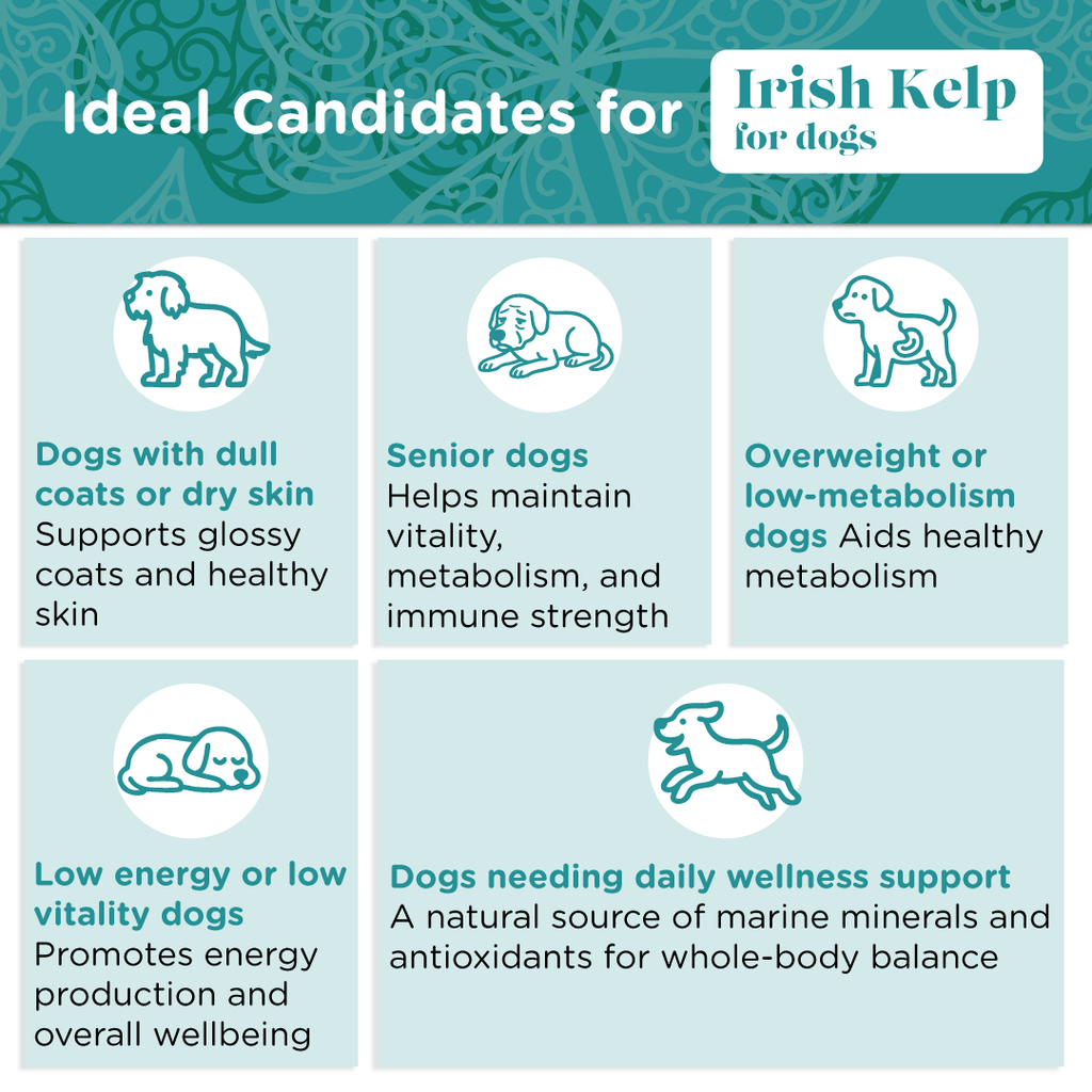 Pet Kelp Supplement product image 6