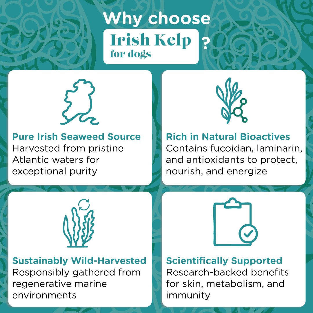 Pet Kelp Supplement product image 8