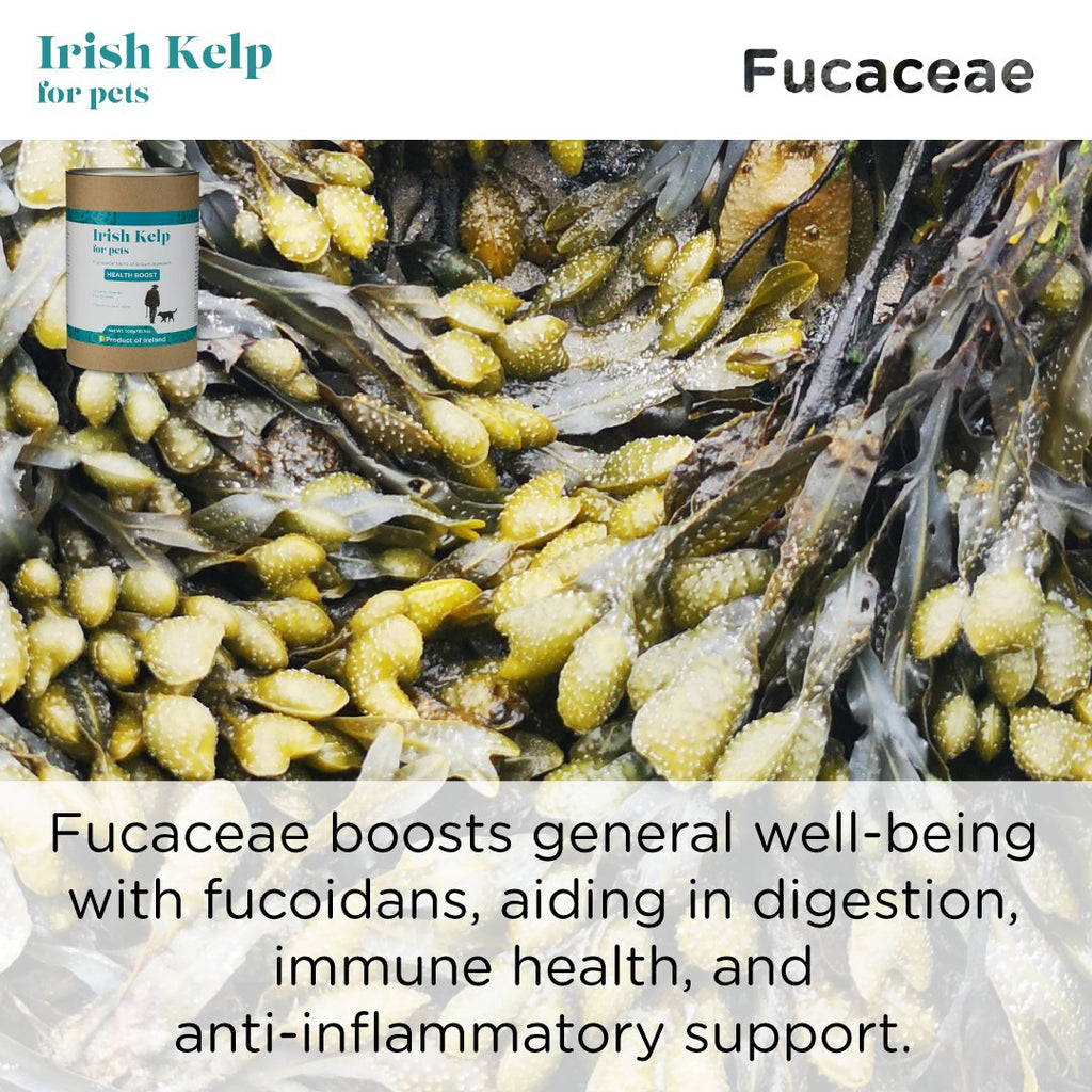 Pet Kelp Supplement product image 15