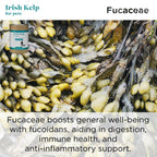 Pet Kelp Supplement product image 15