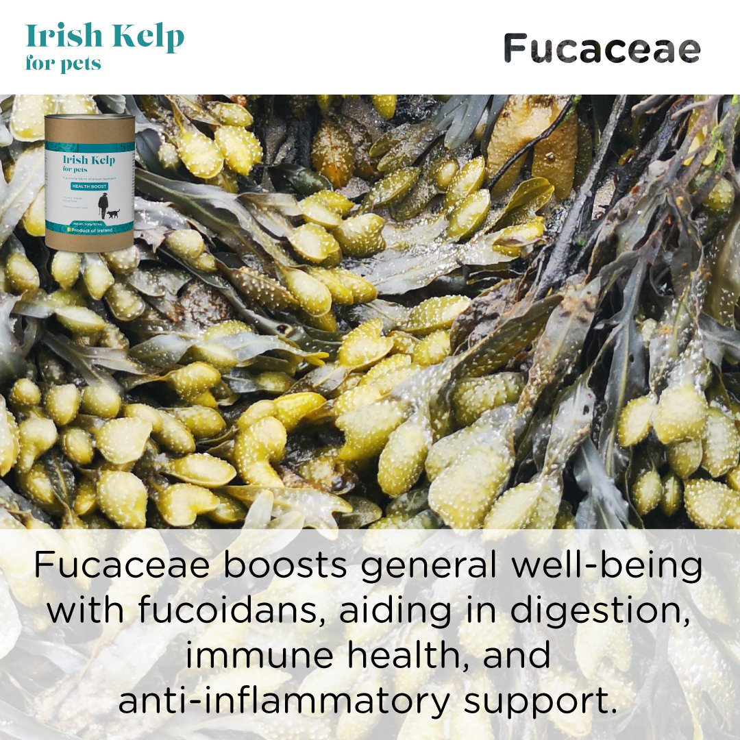 Pet Kelp Supplement product image 15