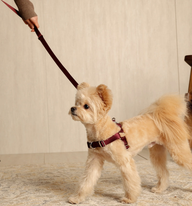 Hands-Free Dog Leash product image 8