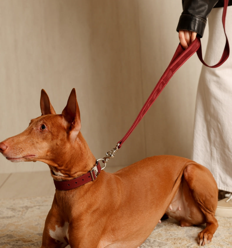 Hands-Free Dog Leash product image 13