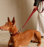 Hands-Free Dog Leash product image 13