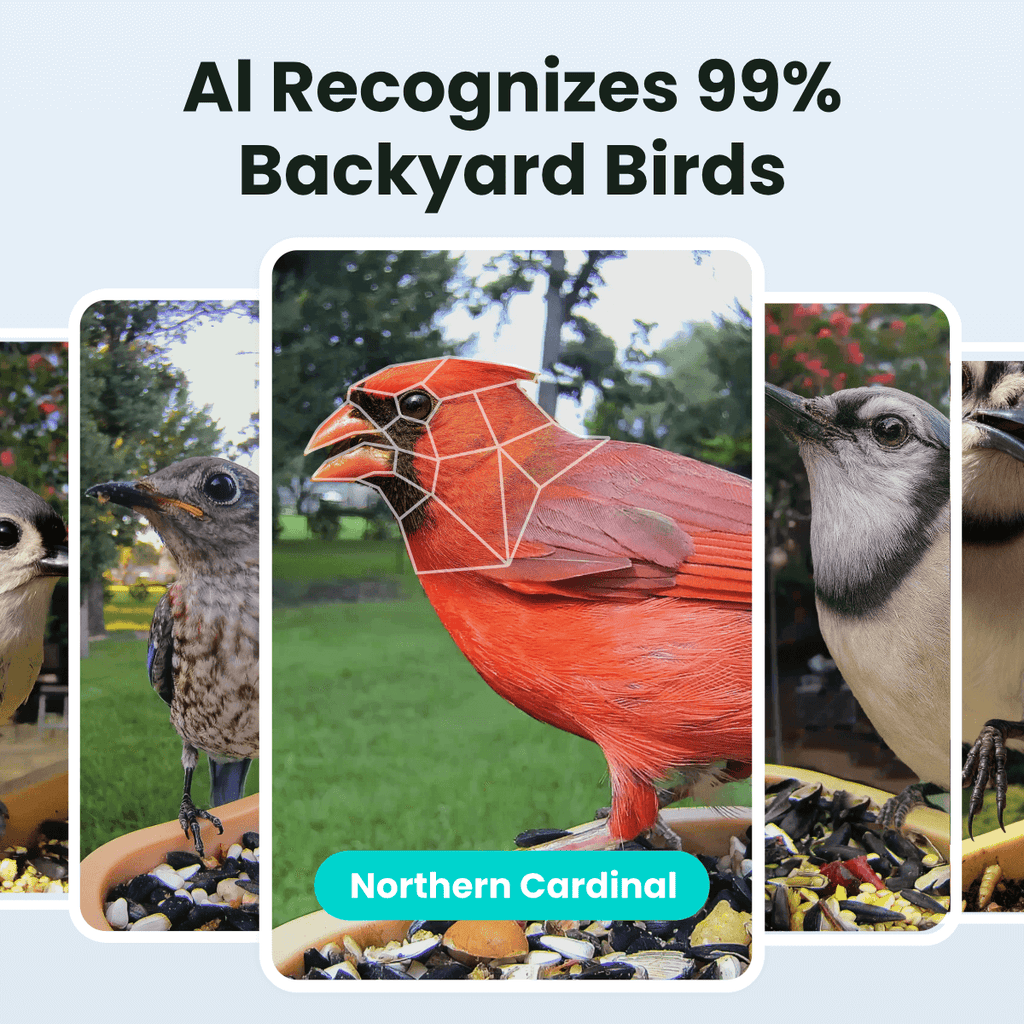 Smart Bird Feeder product image 3