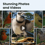 Smart Bird Feeder product image 5