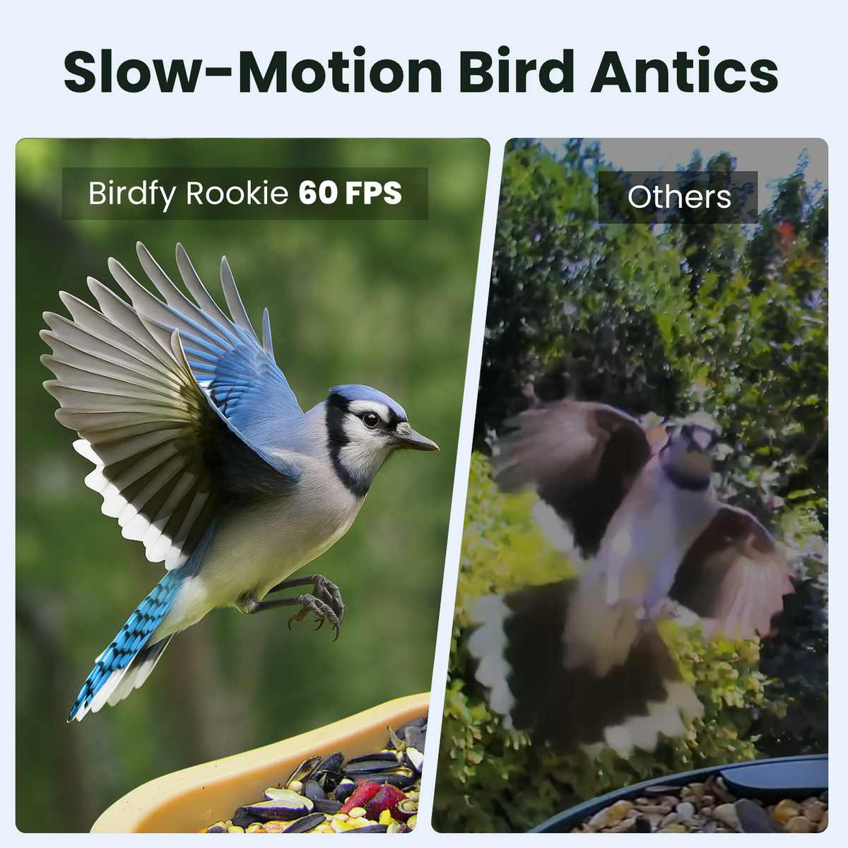 Smart Bird Feeder product image 6
