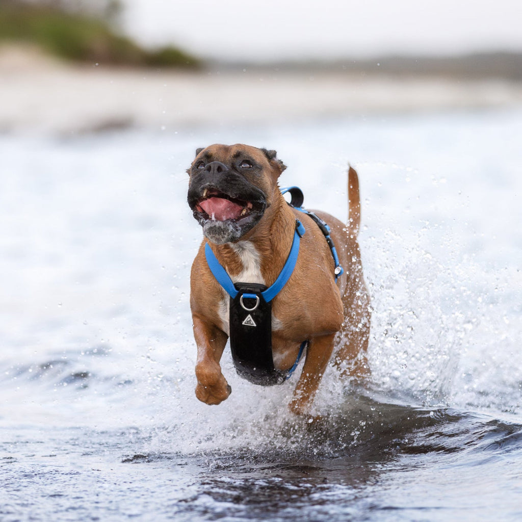 Dog Harness product image 2