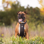 Dog Harness product image 8