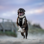 Dog Harness product image 22