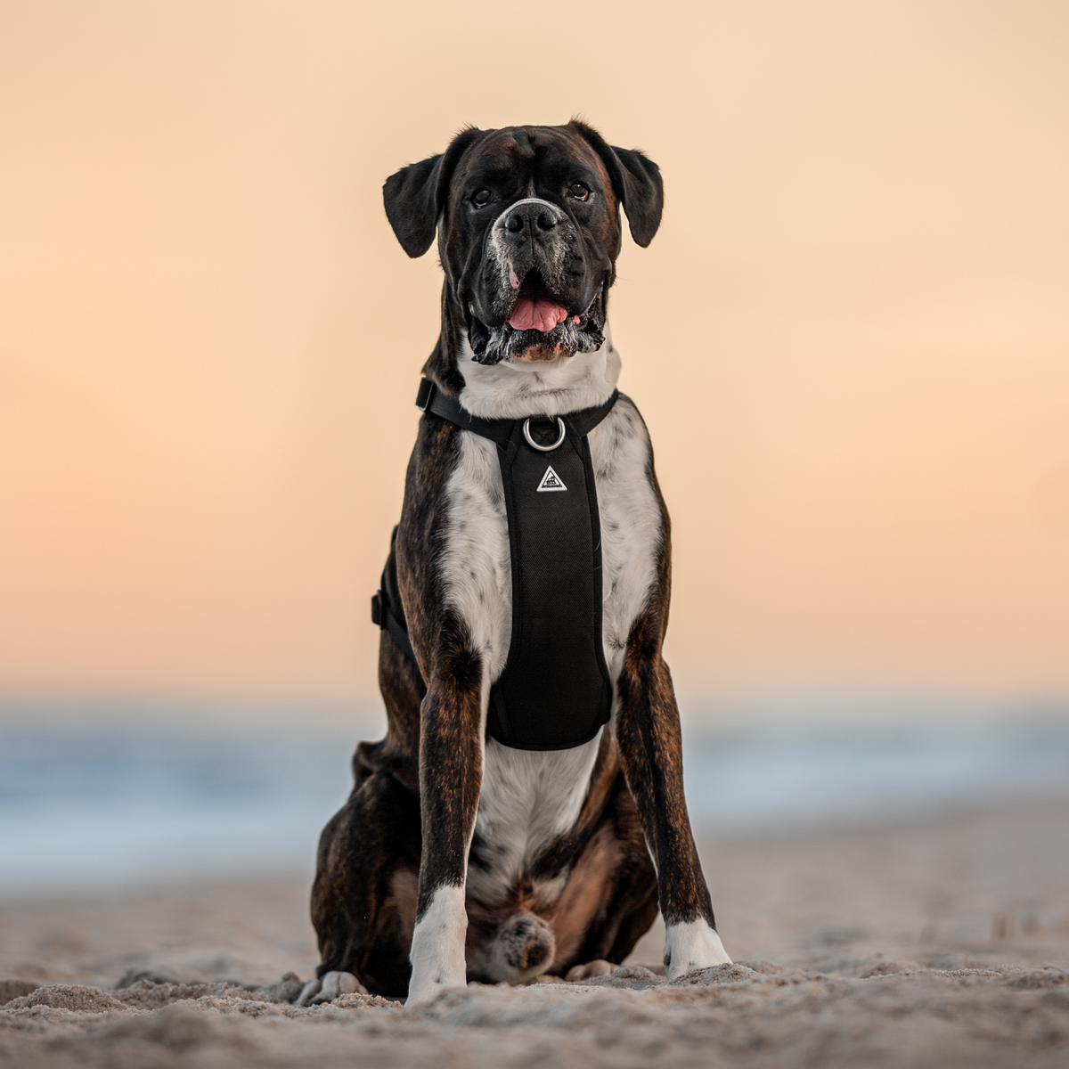 Dog Harness product image 23