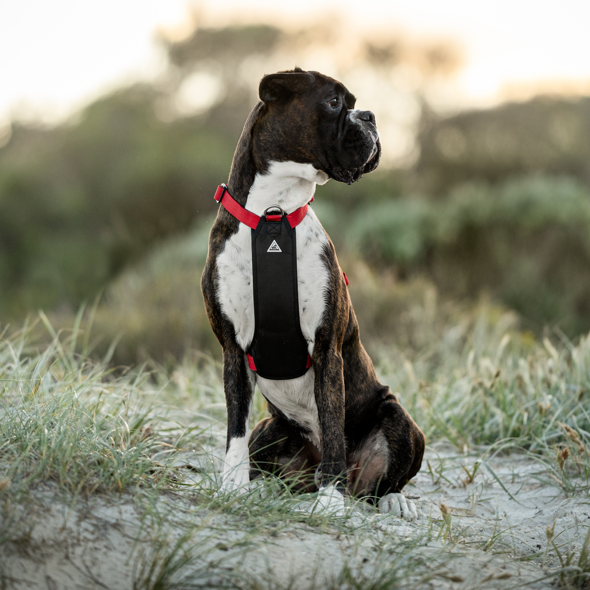 Dog Harness product image 24