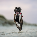 Dog Harness product image 25