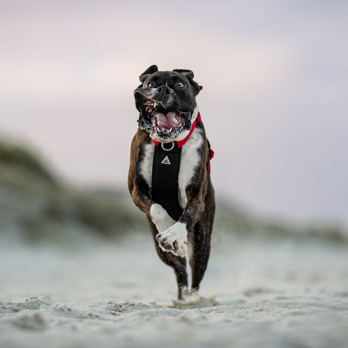 Dog Harness product image 25