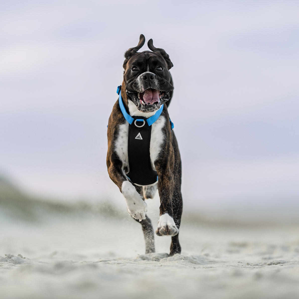 Dog Harness product image 26
