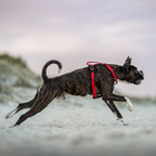 Dog Harness product image 27