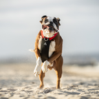 Dog Harness product image 28