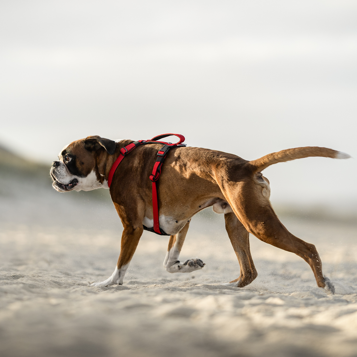 Dog Harness product image 29