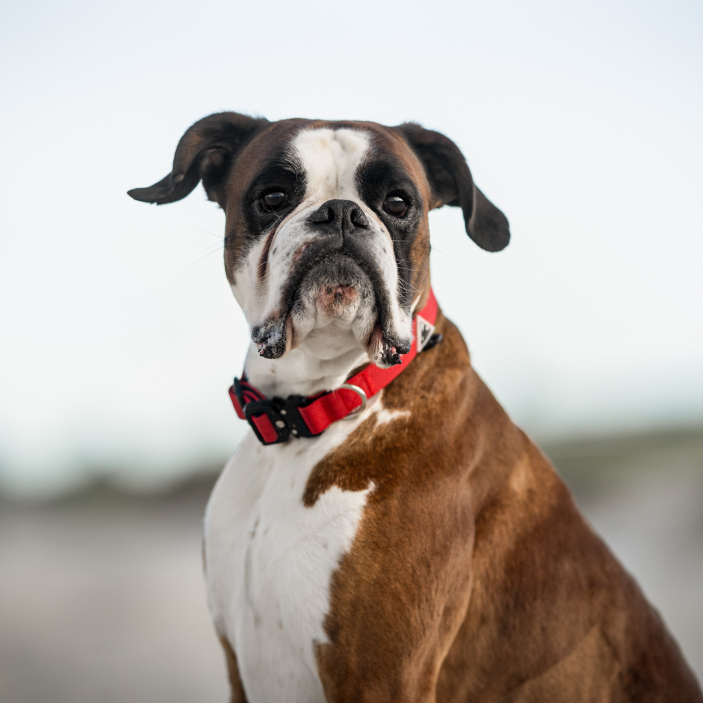 Dog Harness product image 30