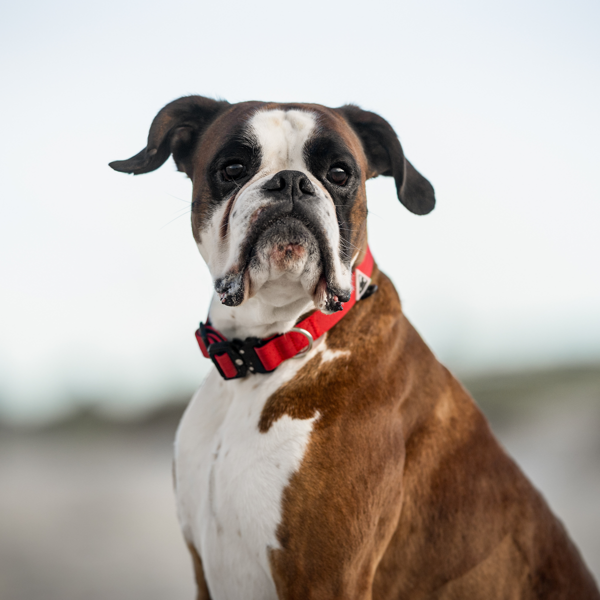 Dog Harness product image 30