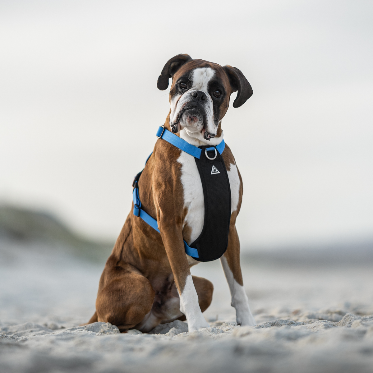 Dog Harness product image 31