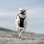 Dog Harness product image 32