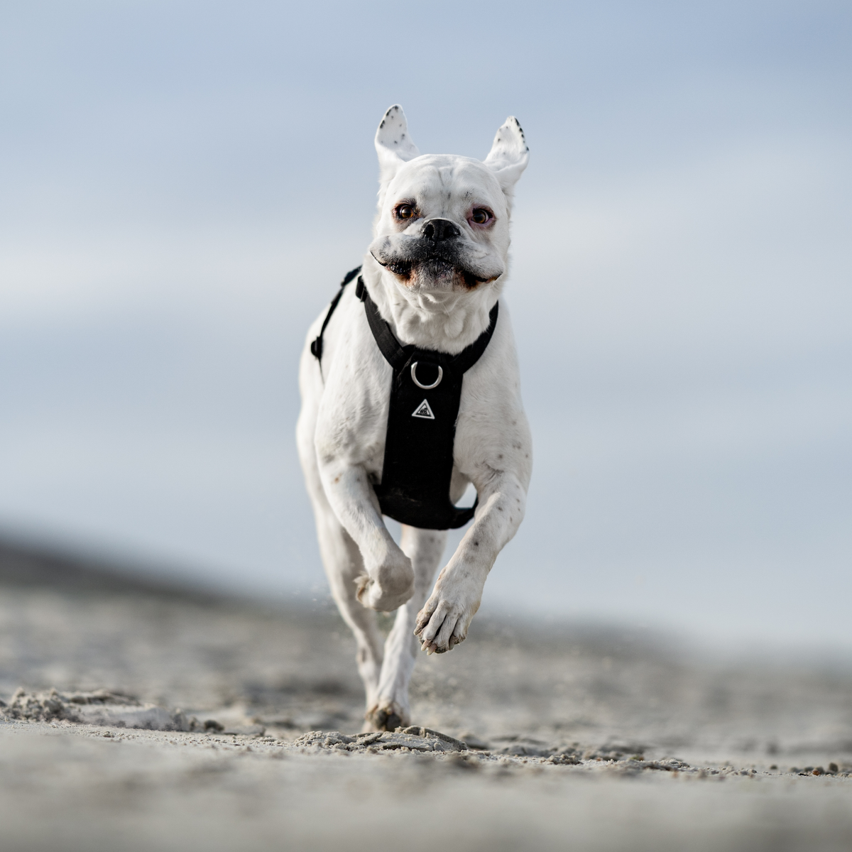 Dog Harness product image 32