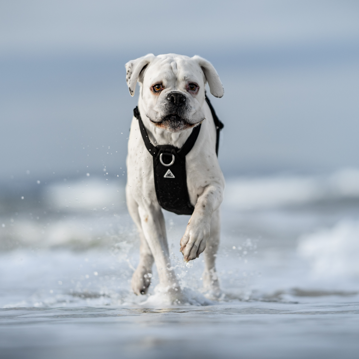 Dog Harness product image 33