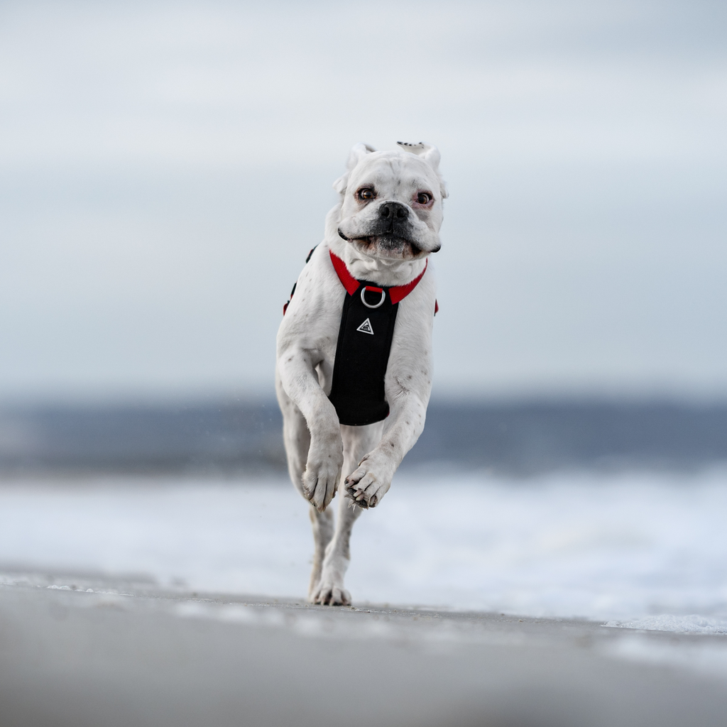 Dog Harness product image 34