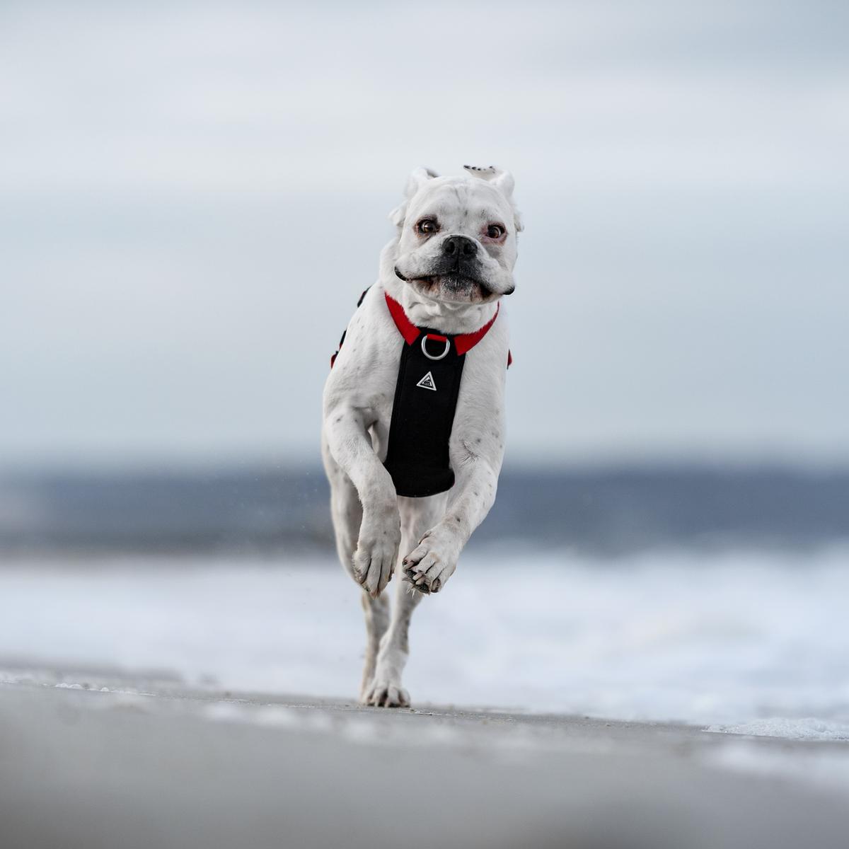 Dog Harness product image 34