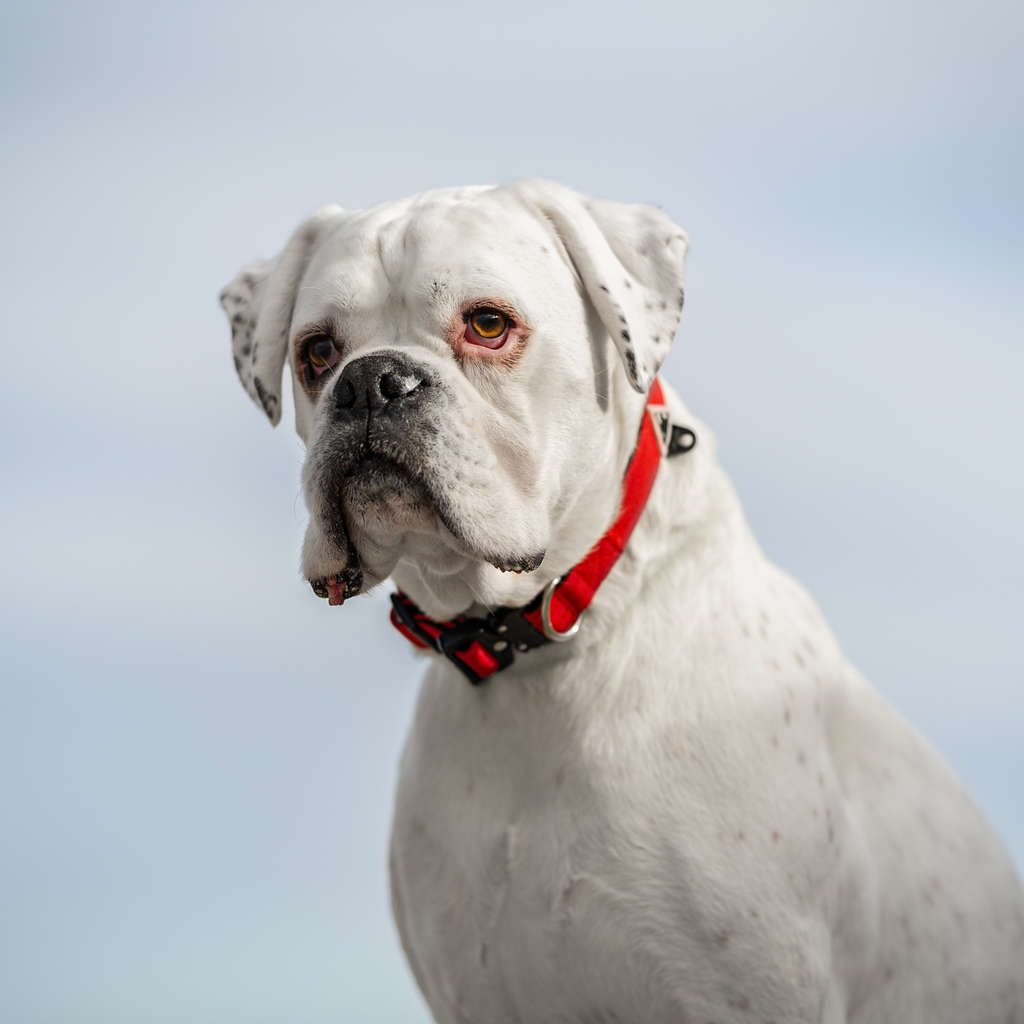 Dog Harness product image 35