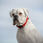 Dog Harness product image 35