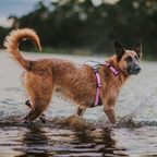 Dog Harness product image 36